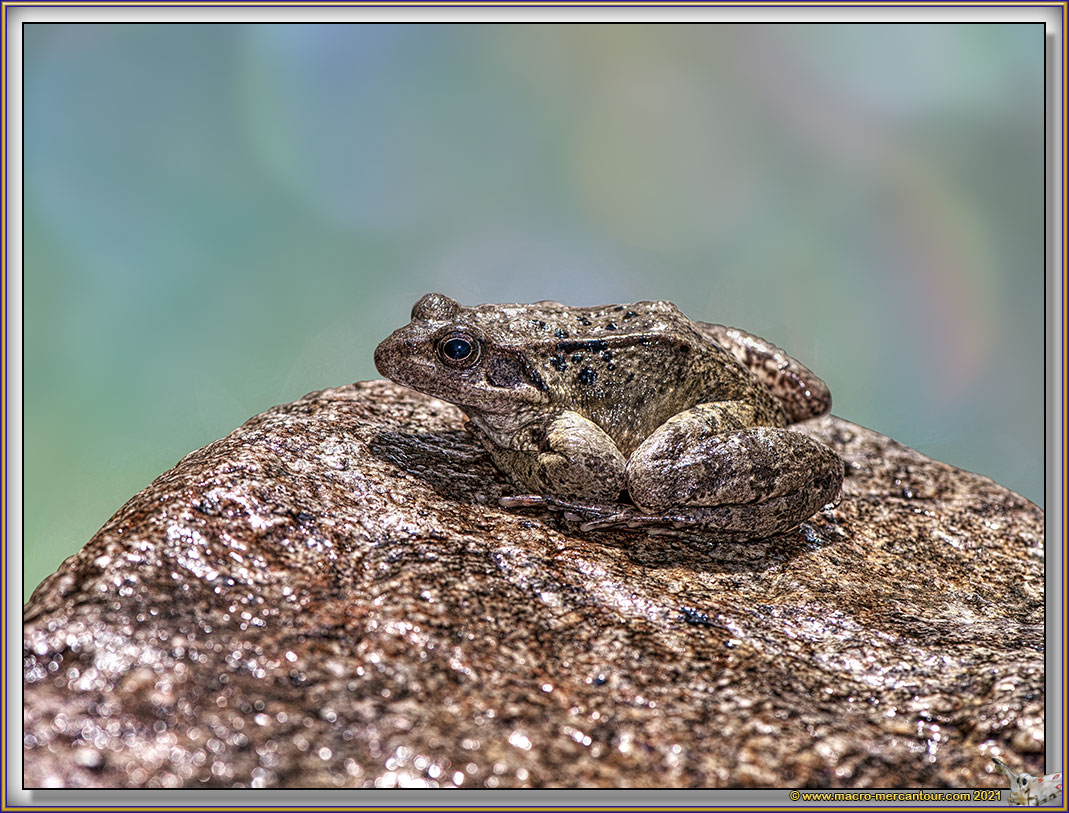 Grenouille